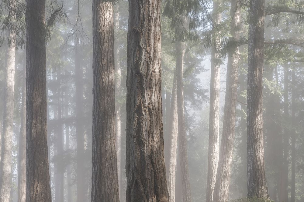 Fog in the Forest I art print by Kathy Mahan for $57.95 CAD