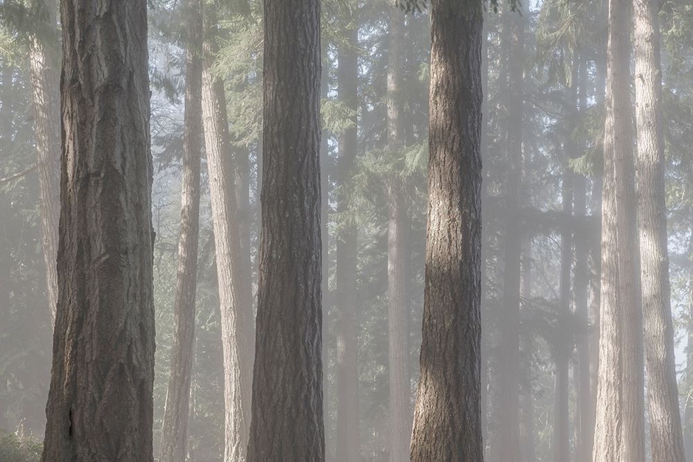 Fog in the Forest II art print by Kathy Mahan for $57.95 CAD