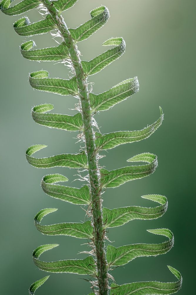 Sword Fern in Spring I art print by Kathy Mahan for $57.95 CAD