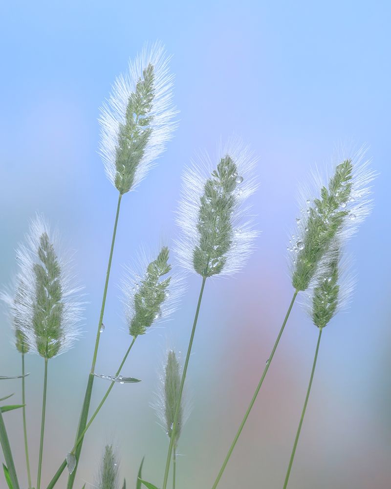 Going to Seed I art print by Kathy Mahan for $57.95 CAD