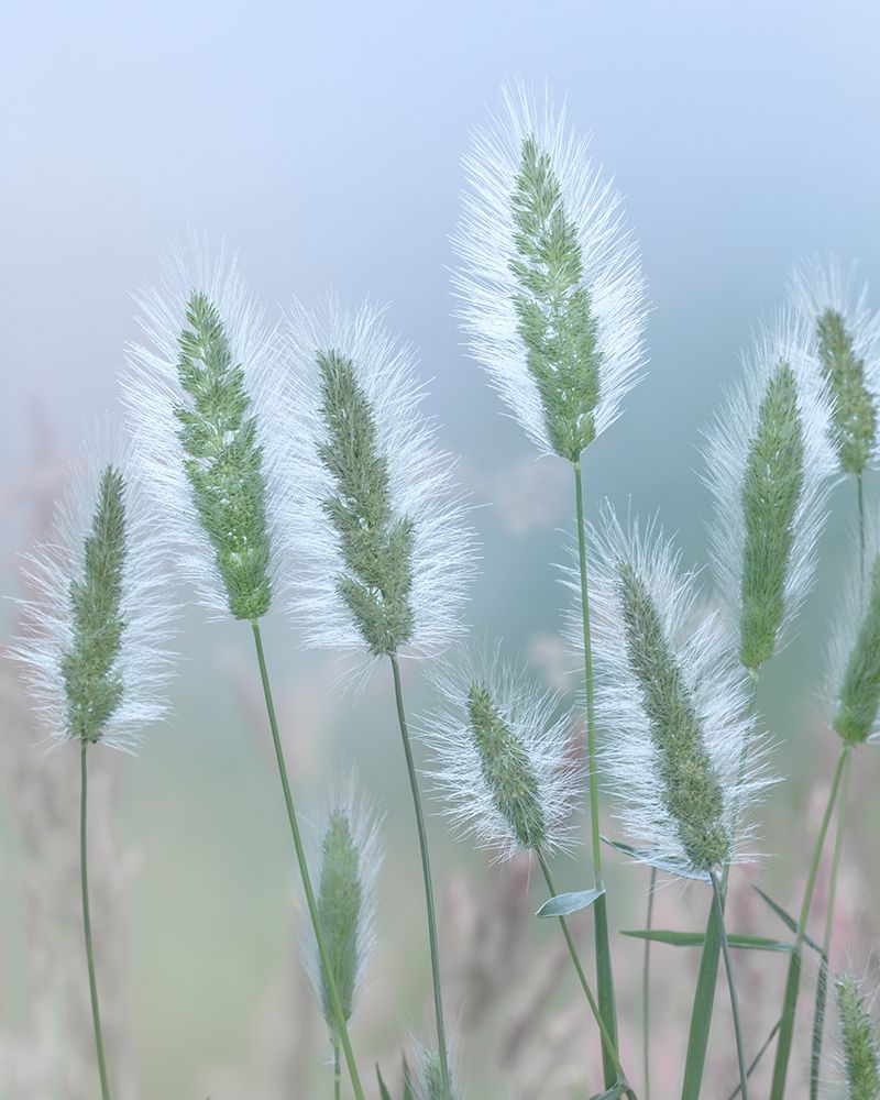 Going to Seed II art print by Kathy Mahan for $57.95 CAD