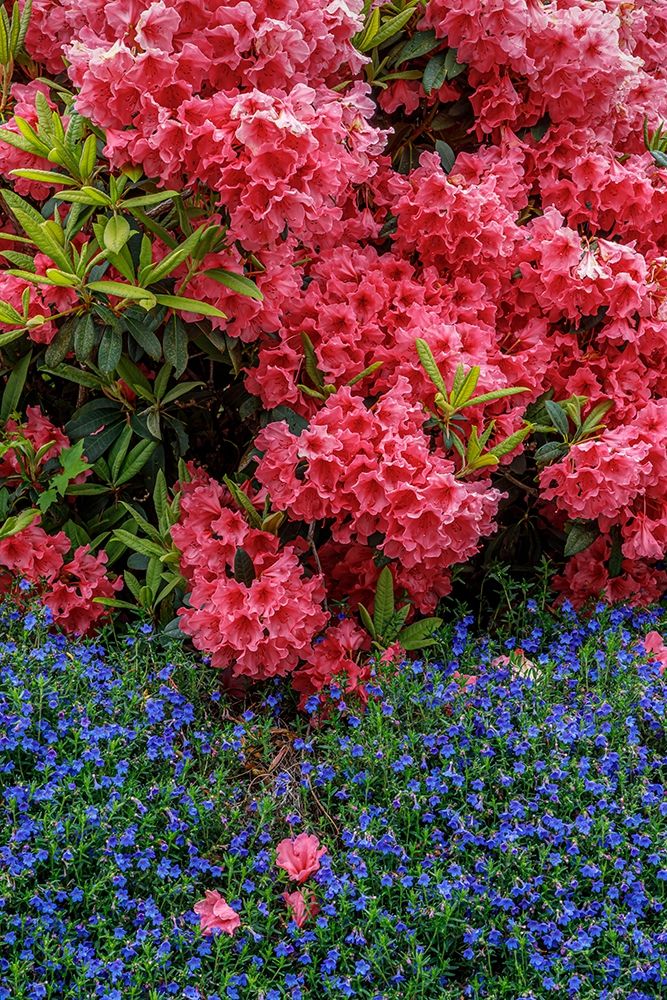 Lithodora and Rhododendron art print by Kathy Mahan for $57.95 CAD