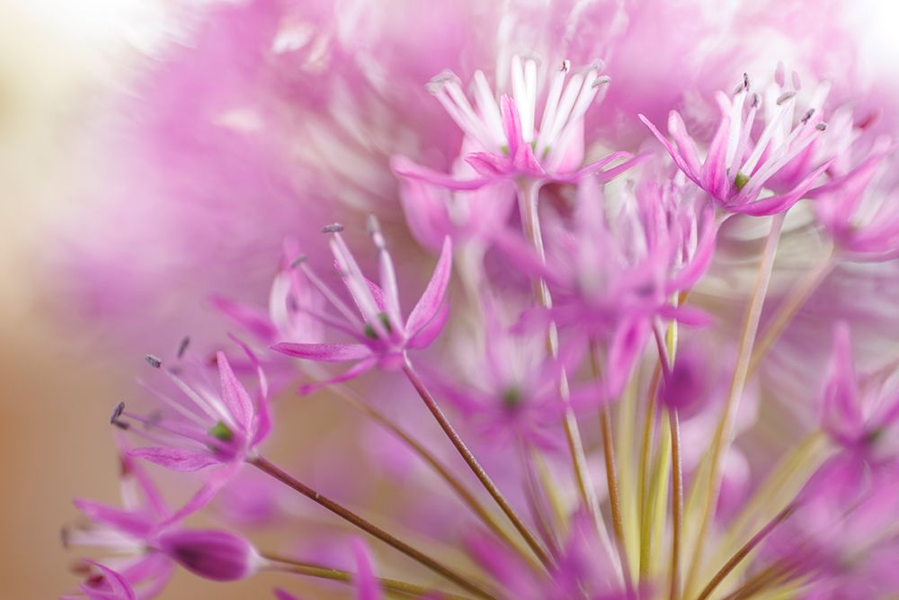 Allium Blossoms II art print by Kathy Mahan for $57.95 CAD