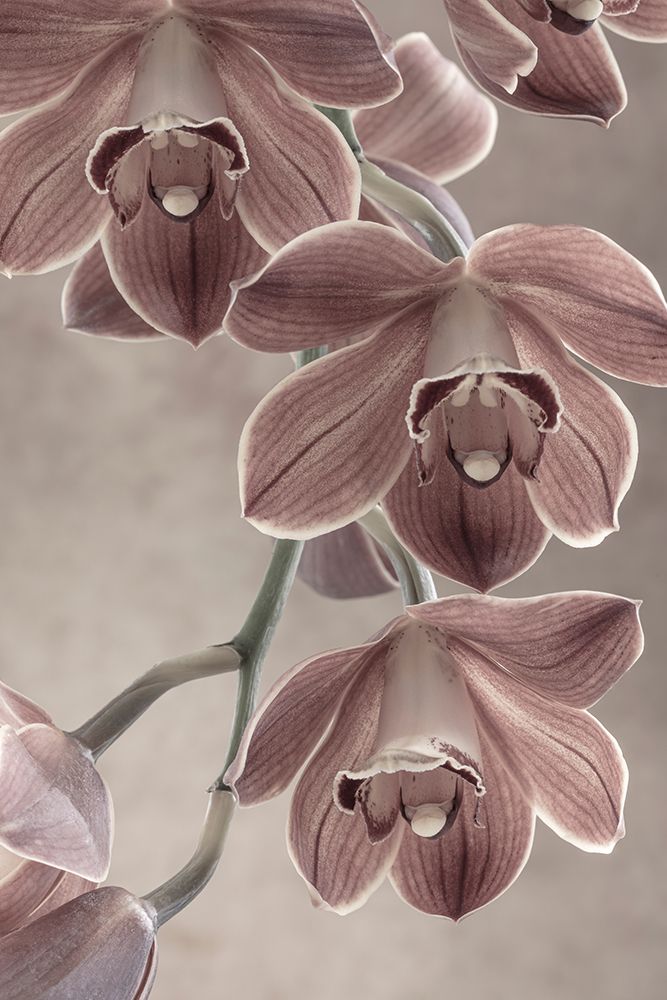 Cymbidium Orchid I art print by Kathy Mahan for $57.95 CAD