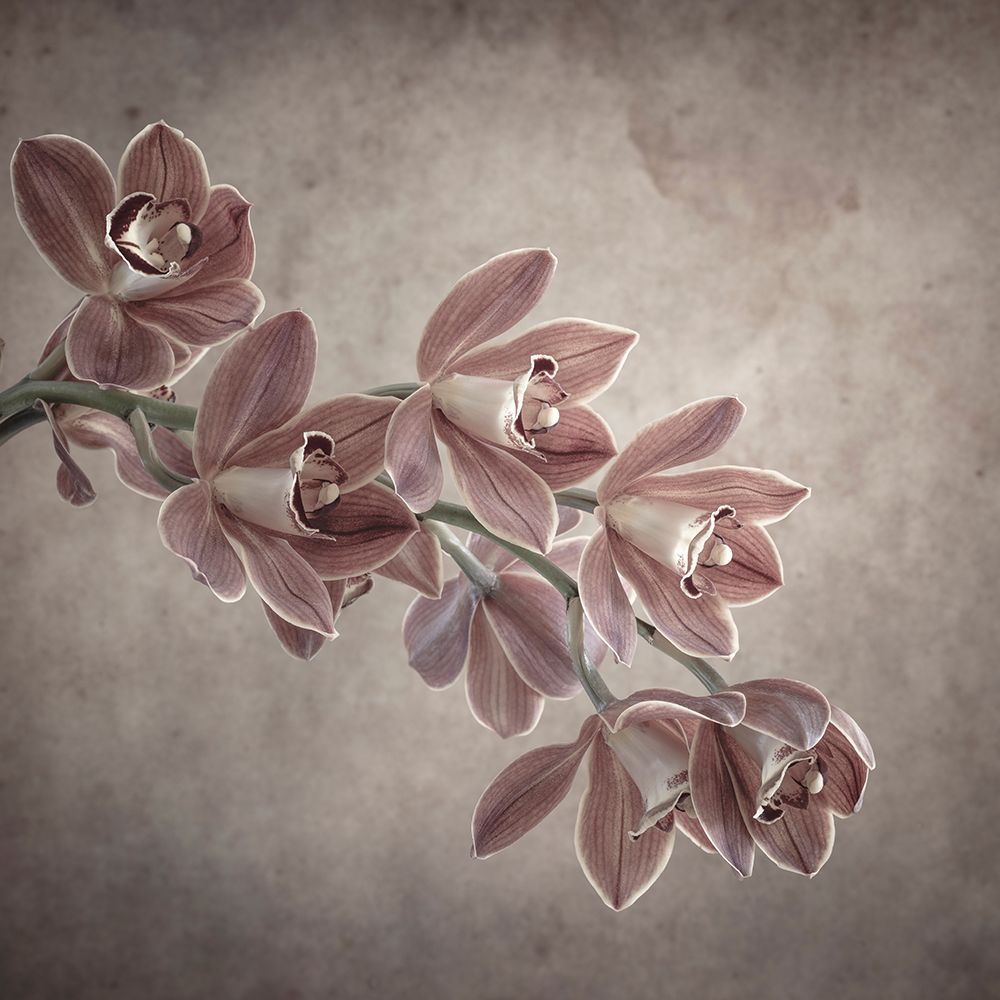 Cymbidium Orchid II art print by Kathy Mahan for $57.95 CAD