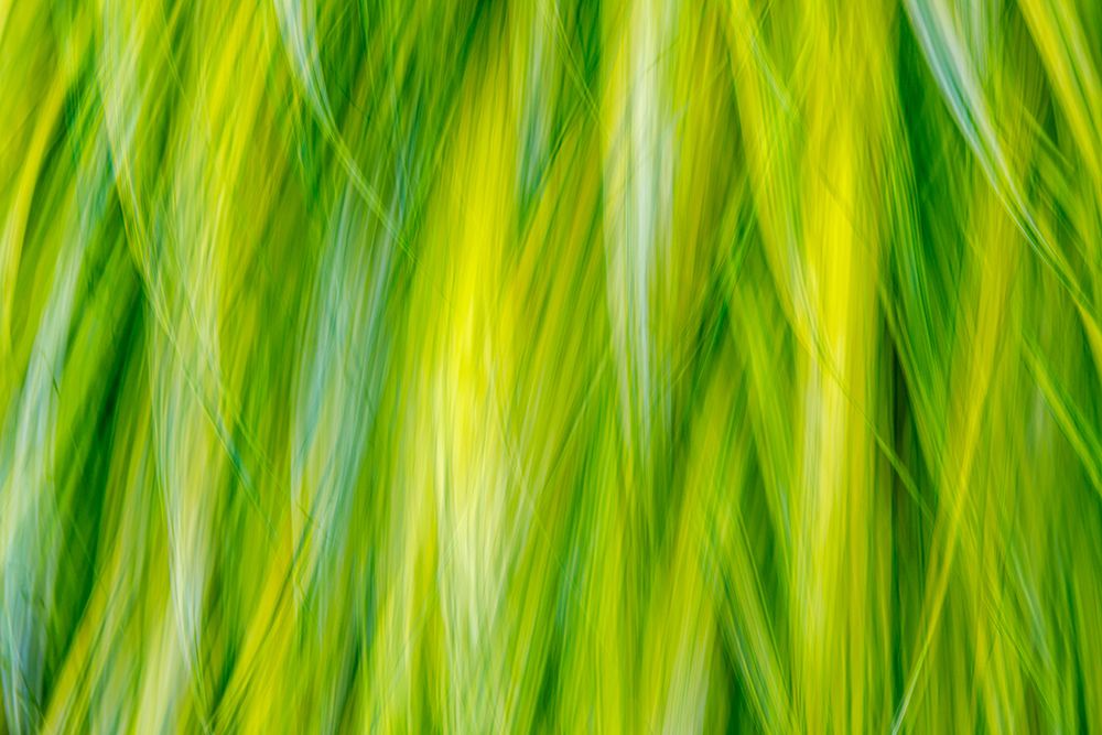 Japanese Forest Grass I art print by Kathy Mahan for $57.95 CAD