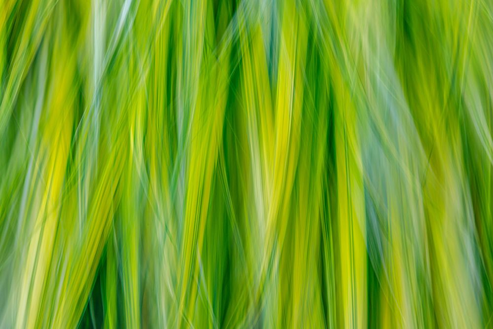 Japanese Forest Grass II art print by Kathy Mahan for $57.95 CAD