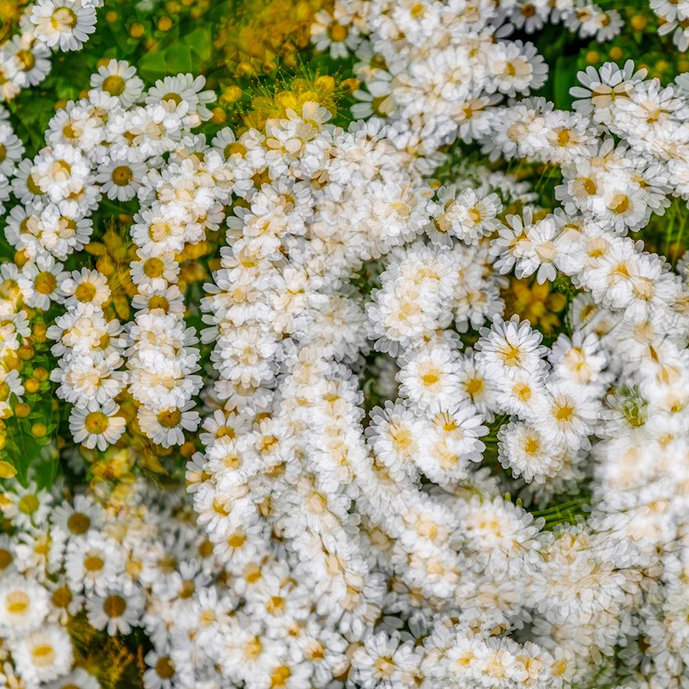 Fanciful Feverfew I art print by Kathy Mahan for $57.95 CAD