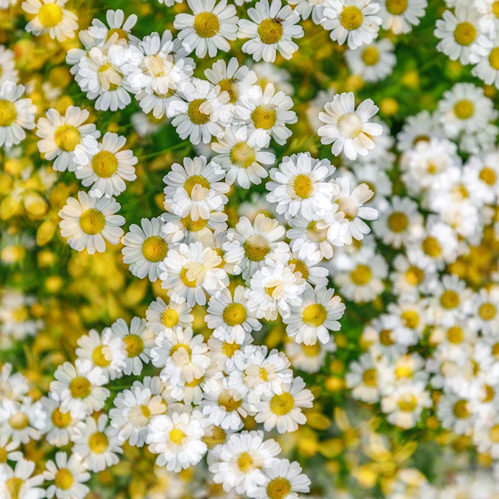 Fanciful Feverfew II art print by Kathy Mahan for $57.95 CAD