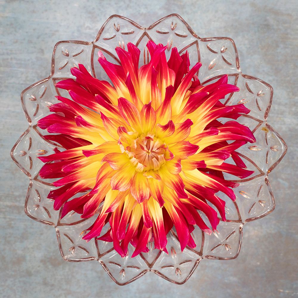 Red And Yellow Dahlia art print by Kathy Mahan for $57.95 CAD
