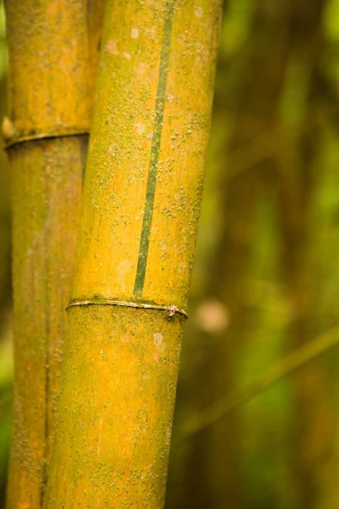 Bamboo I art print by Karyn Millet for $57.95 CAD