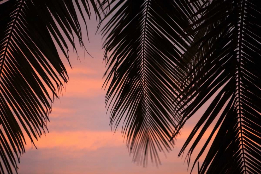 Palms at Sunset art print by Karyn Millet for $57.95 CAD