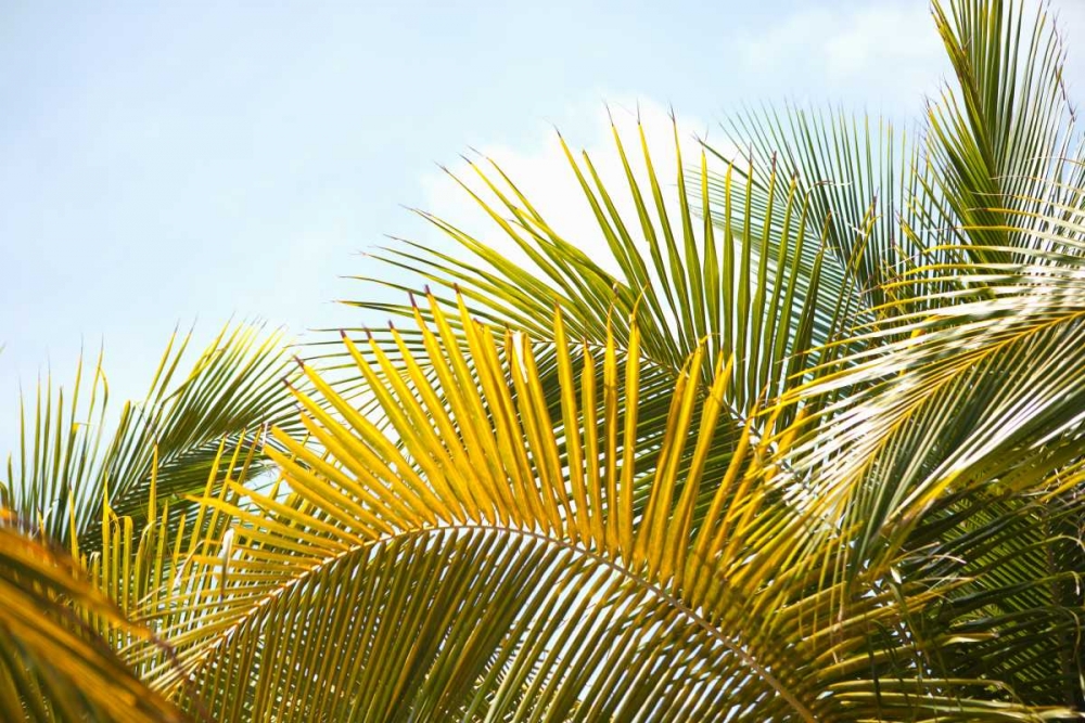 Palms at Noon art print by Karyn Millet for $57.95 CAD