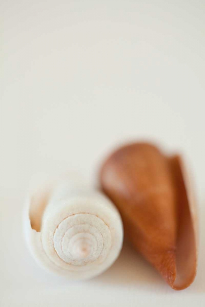 Shell by Shell II art print by Karyn Millet for $57.95 CAD