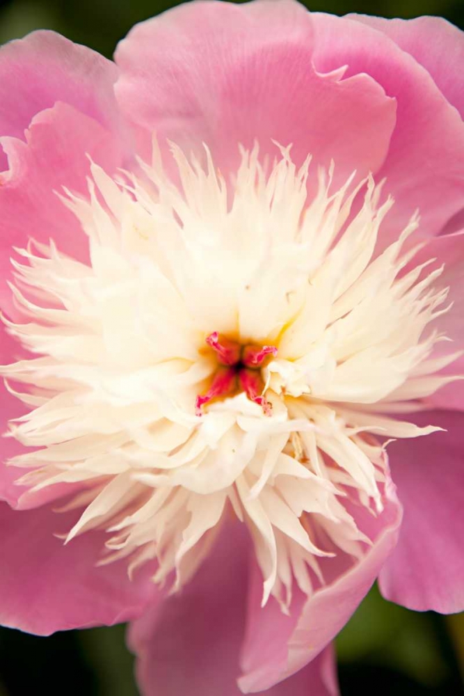 Pink and White Peony I art print by Karyn Millet for $57.95 CAD