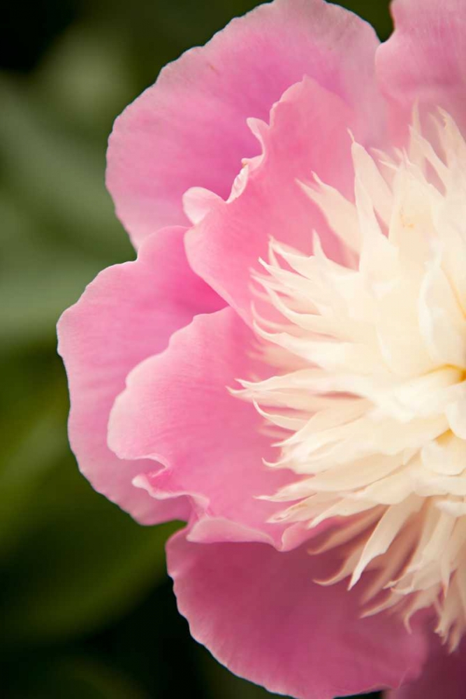 Pink and White Peony II art print by Karyn Millet for $57.95 CAD