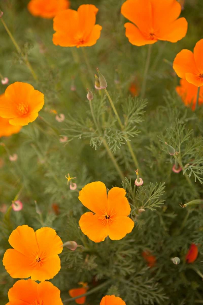 California Poppies I art print by Karyn Millet for $57.95 CAD
