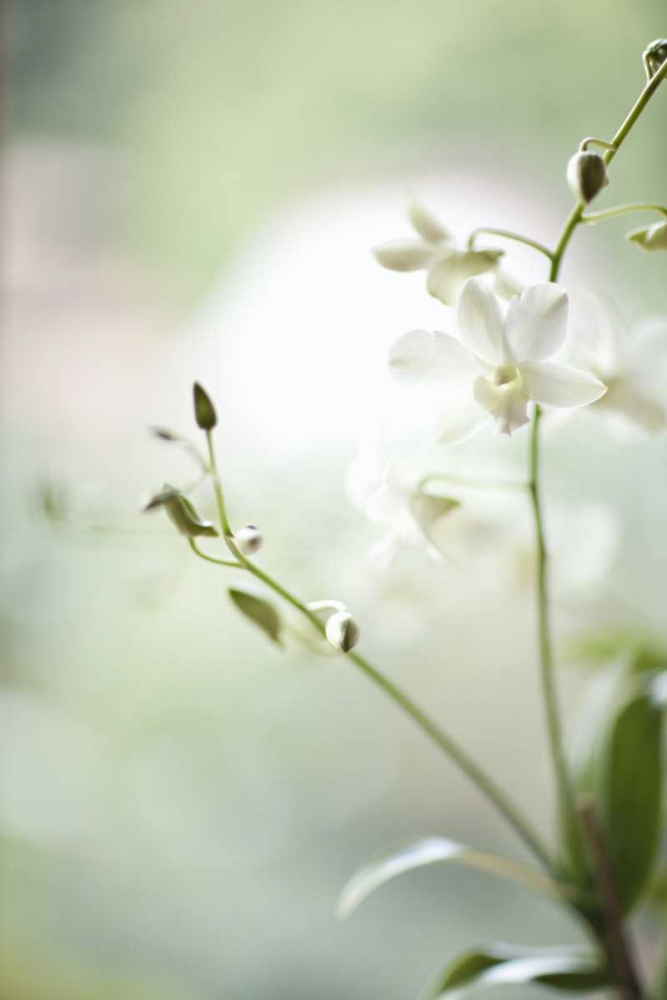 White Orchid II art print by Karyn Millet for $57.95 CAD