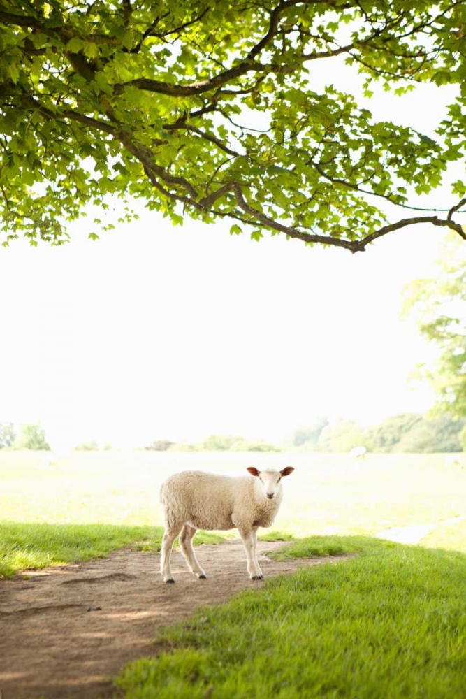Pasture Sheep III art print by Karyn Millet for $57.95 CAD
