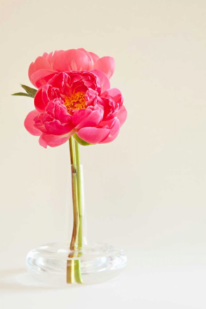 Pink Peonies in Vase I art print by Karyn Millet for $57.95 CAD