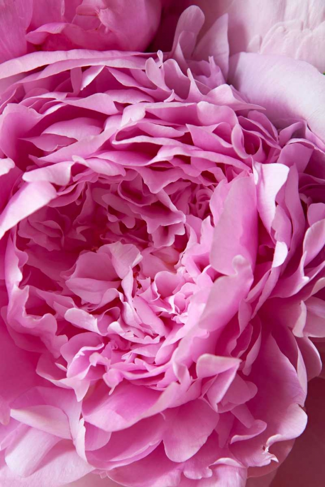 Peony art print by Karyn Millet for $57.95 CAD