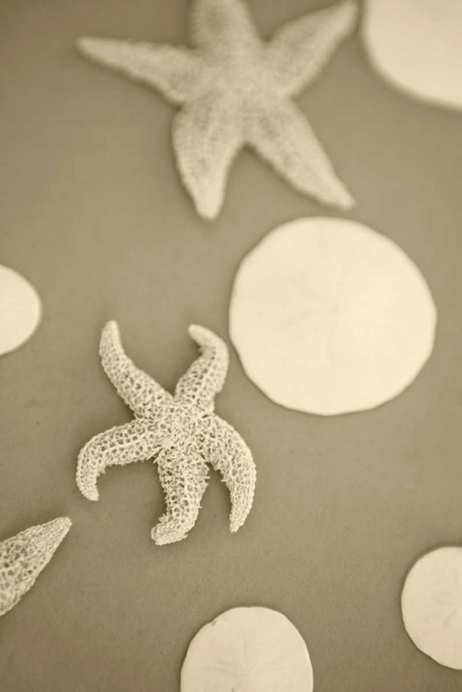 Starfish and Sand Dollars I art print by Karyn Millet for $57.95 CAD