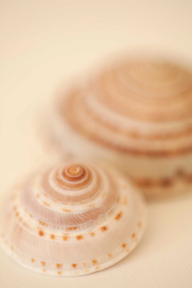 Sea Shells V art print by Karyn Millet for $57.95 CAD