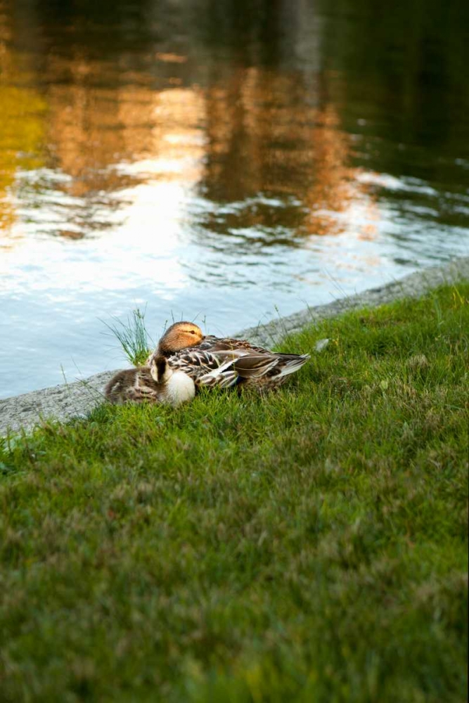 Ducks on the Pond art print by Karyn Millet for $57.95 CAD