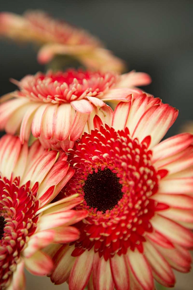 Red and White Daisies II art print by Karyn Millet for $57.95 CAD