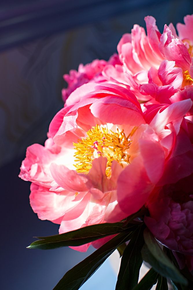 Pink Floral Bloom art print by Karyn Millet for $57.95 CAD