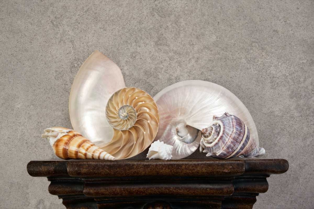 Seashell Still Life I art print by C. Thomas McNemar for $57.95 CAD