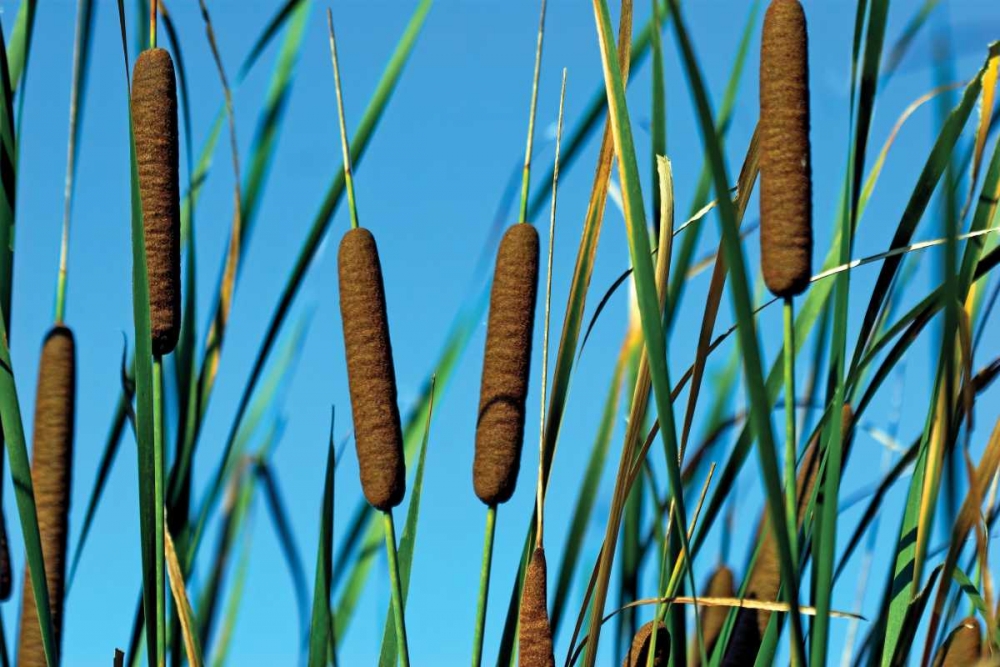 Cattails II art print by C. Thomas McNemar for $57.95 CAD