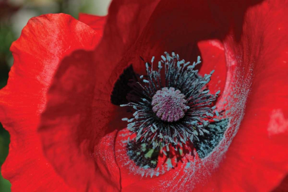 Red Poppy II art print by Brian Moore for $57.95 CAD