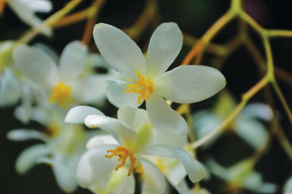 White Orchids I art print by Brian Moore for $57.95 CAD