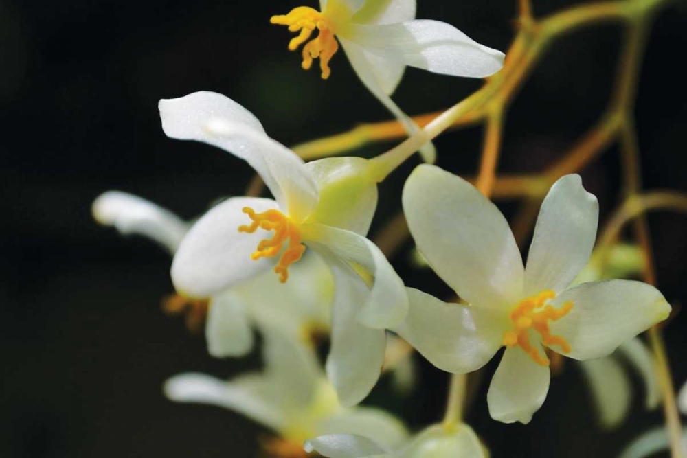 White Orchids II art print by Brian Moore for $57.95 CAD