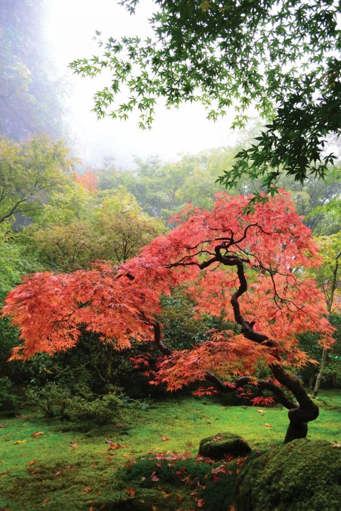 Japanese Gardens IV art print by Brian Moore for $57.95 CAD