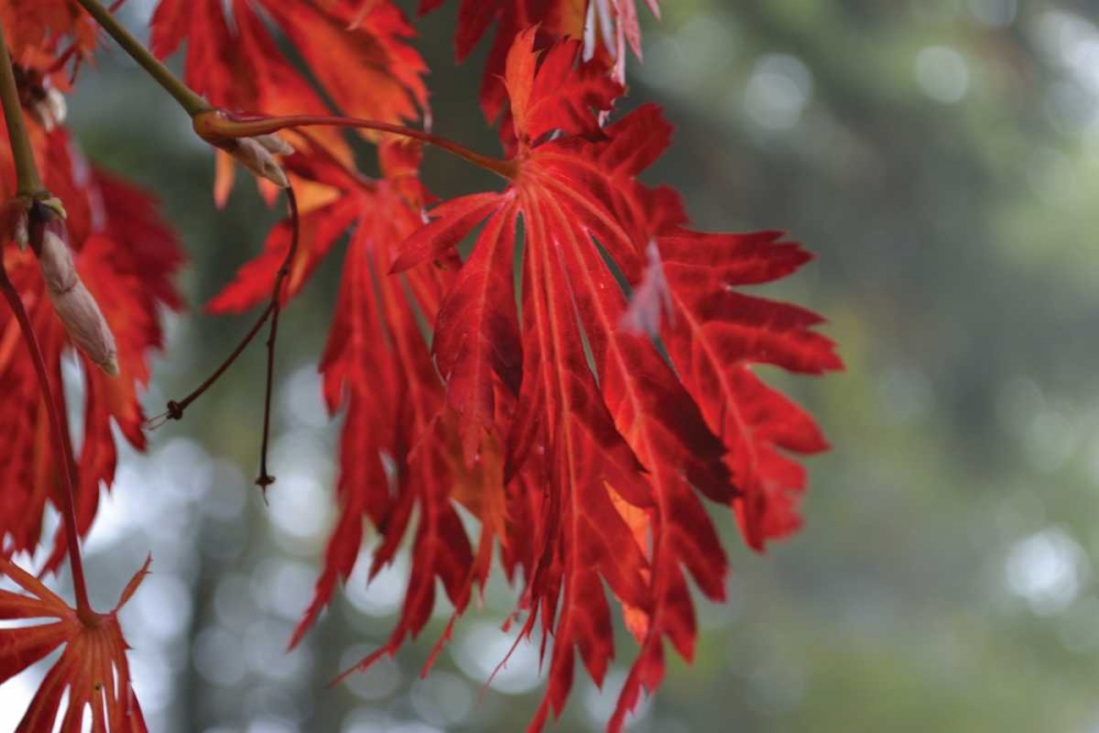 Red Leaves art print by Brian Moore for $57.95 CAD