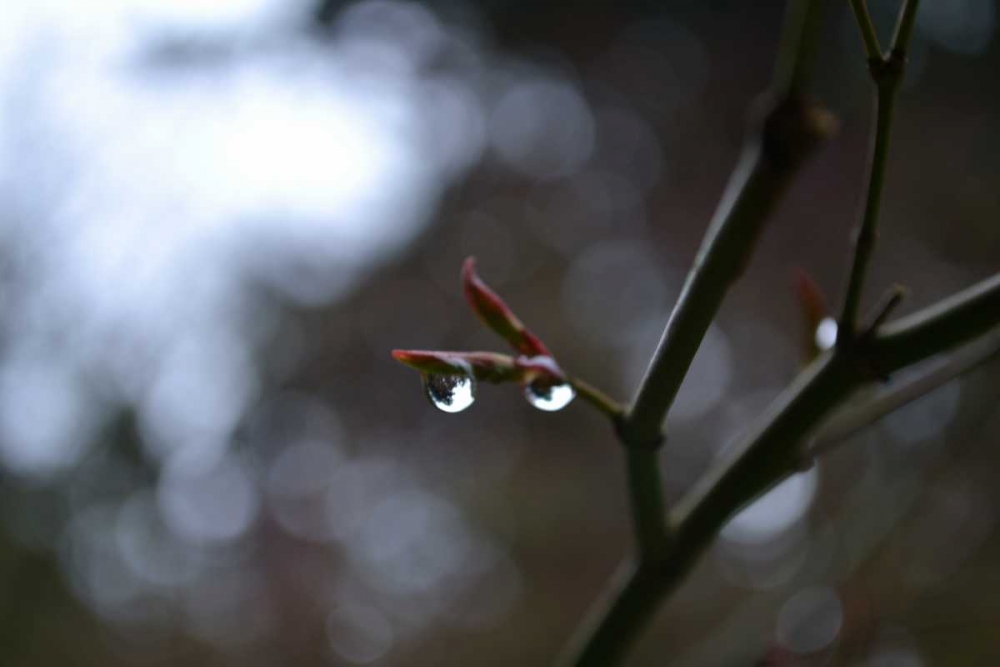 Dew Drops art print by Brian Moore for $57.95 CAD