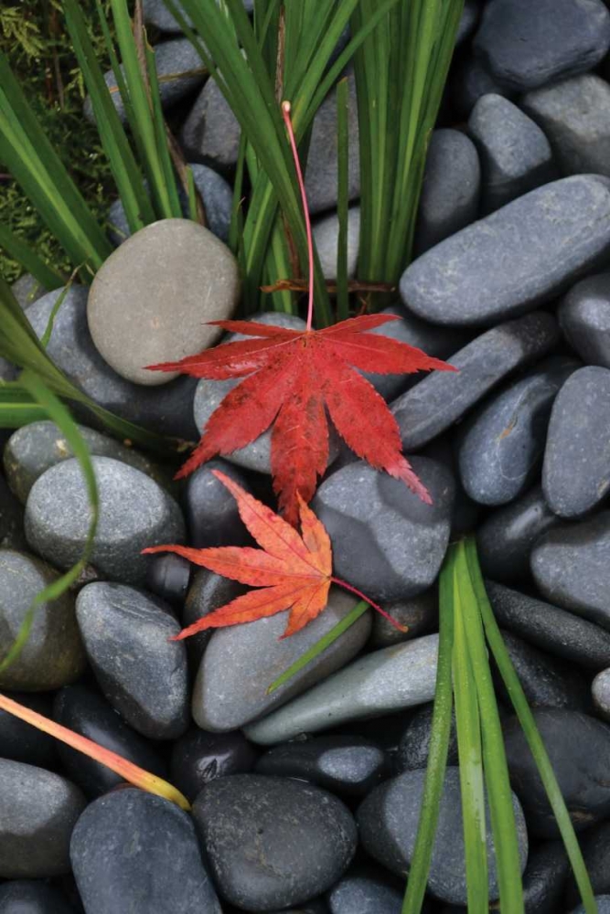 Maple Leaves I art print by Brian Moore for $57.95 CAD