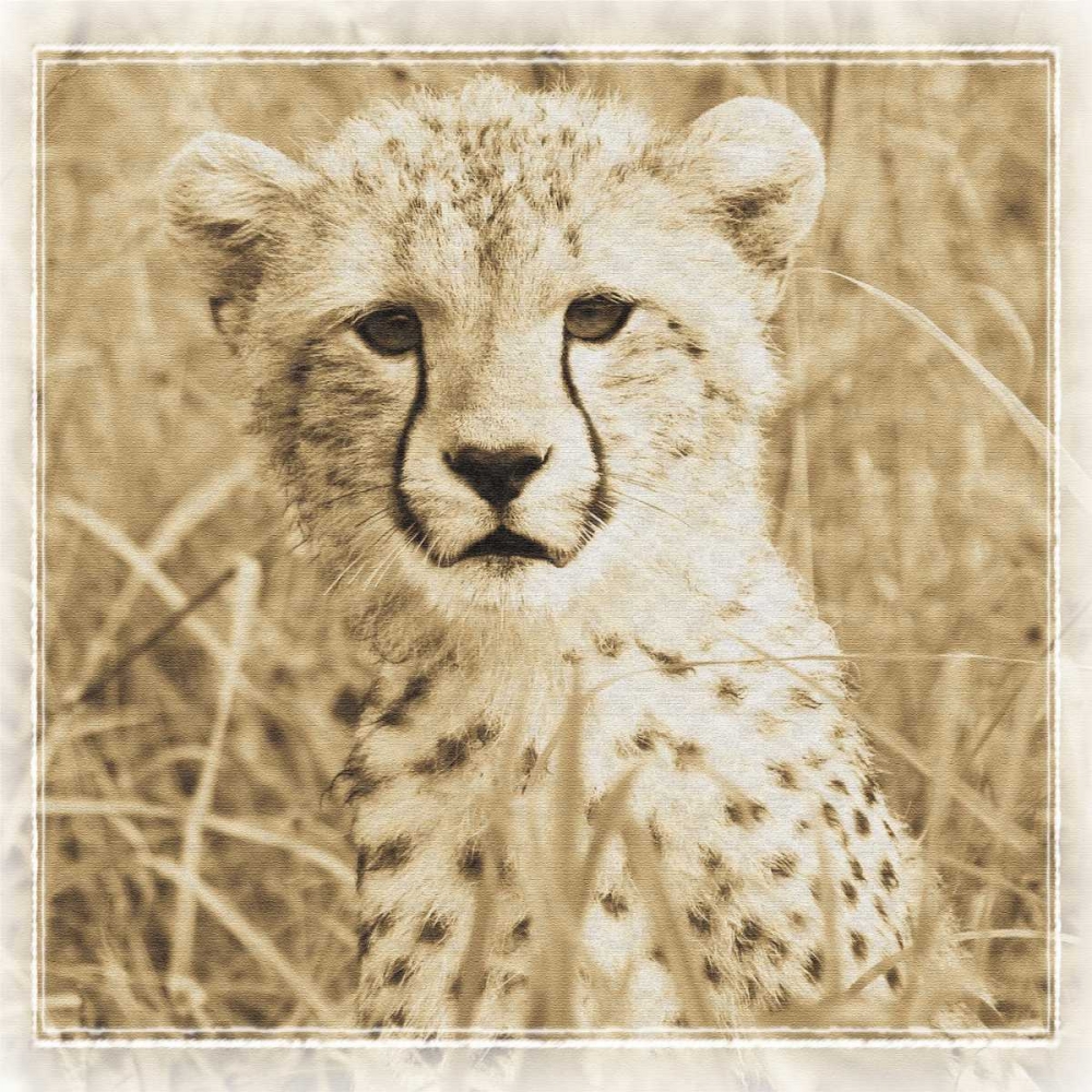 Young Africa Cheetah art print by Susann Parker for $57.95 CAD