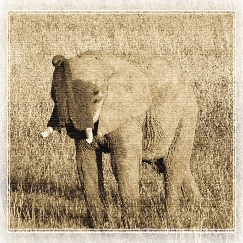 Young Africa Elephant art print by Susann Parker for $57.95 CAD