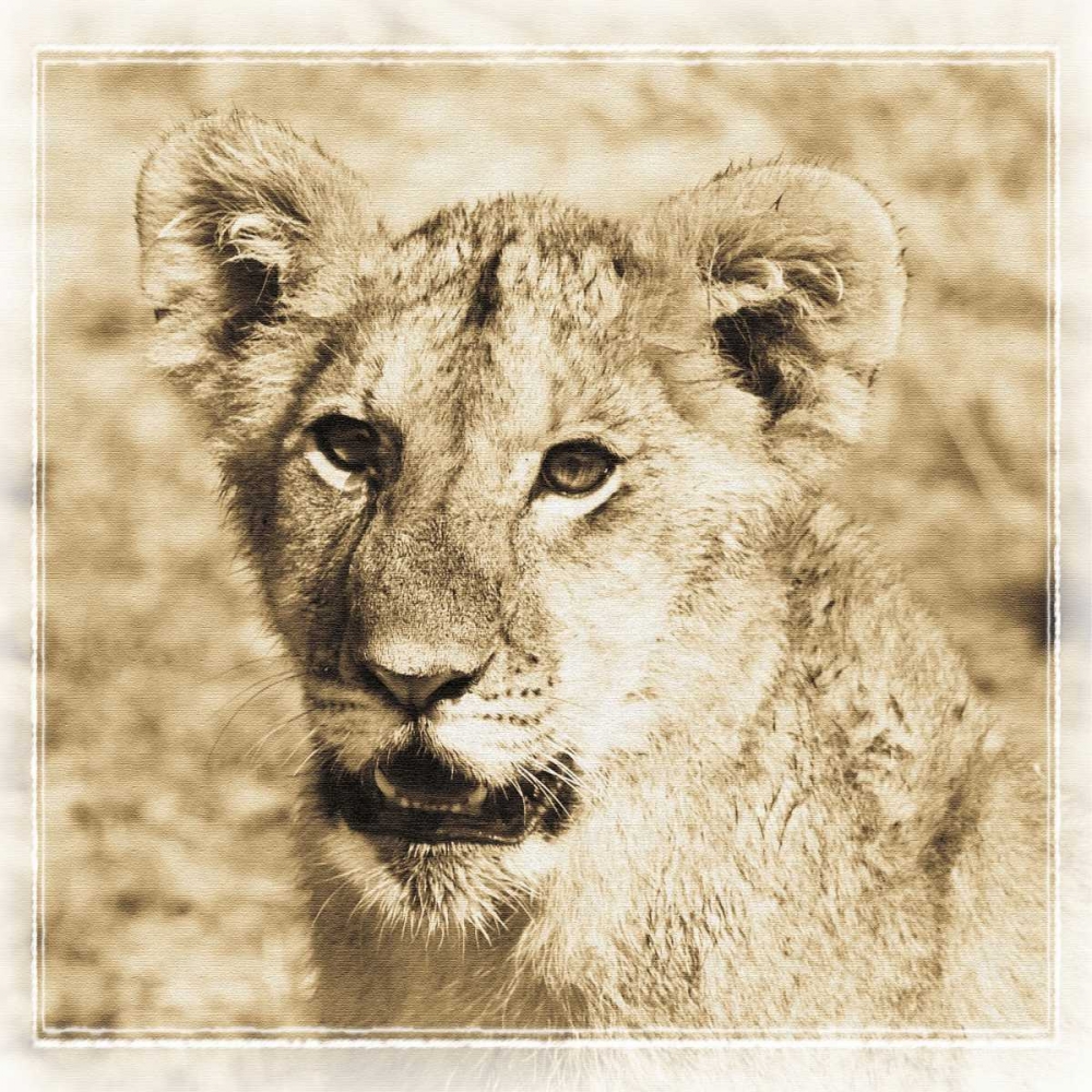 Young Africa Lion art print by Susann Parker for $57.95 CAD