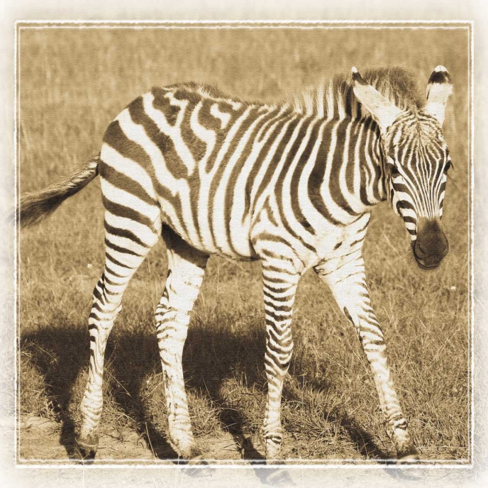 Young Africa Zebra art print by Susann Parker for $57.95 CAD