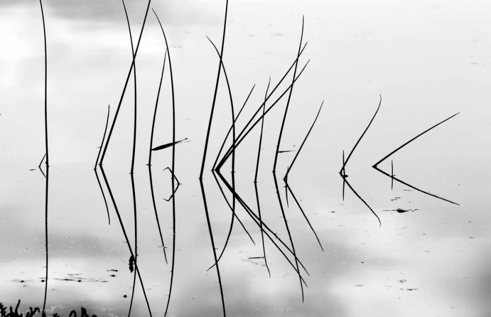 Reeds I art print by Lee Peterson for $57.95 CAD
