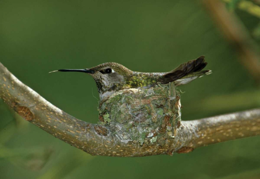 Hummingbird II art print by Lee Peterson for $57.95 CAD