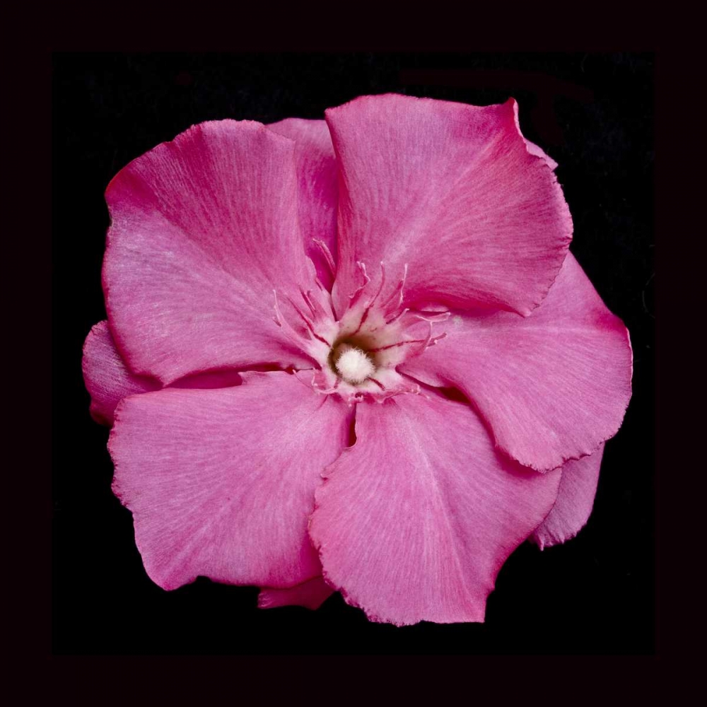 Pink Flower art print by Lee Peterson for $57.95 CAD