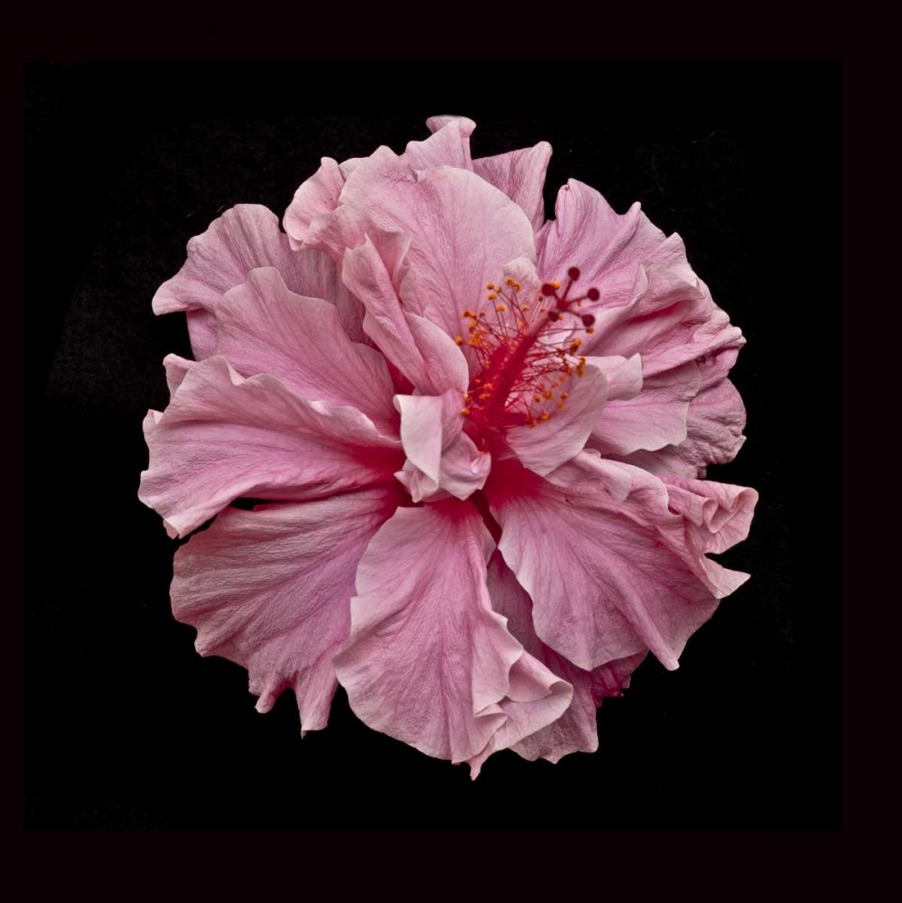 Pink Hibiscus art print by Lee Peterson for $57.95 CAD