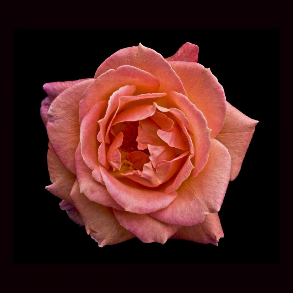 Peach Rose art print by Lee Peterson for $57.95 CAD