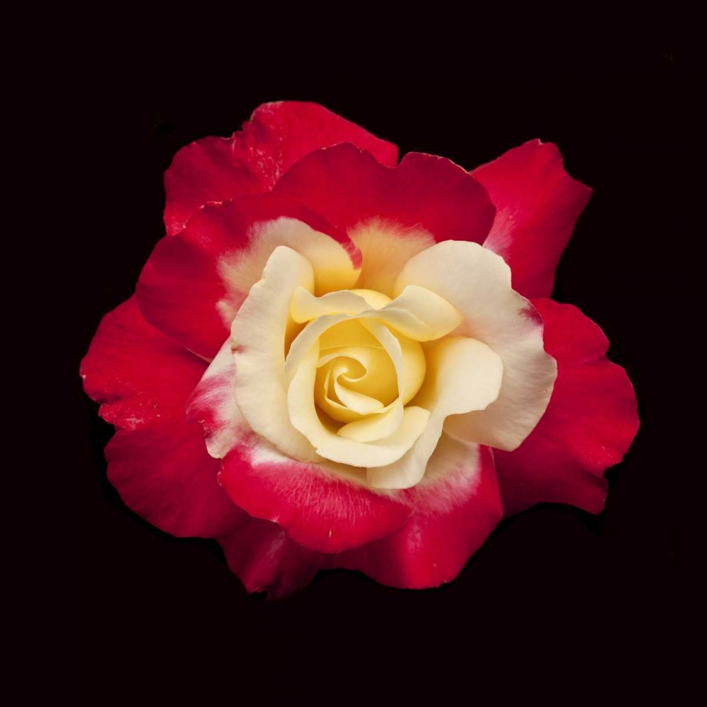 Red and White Rose art print by Lee Peterson for $57.95 CAD