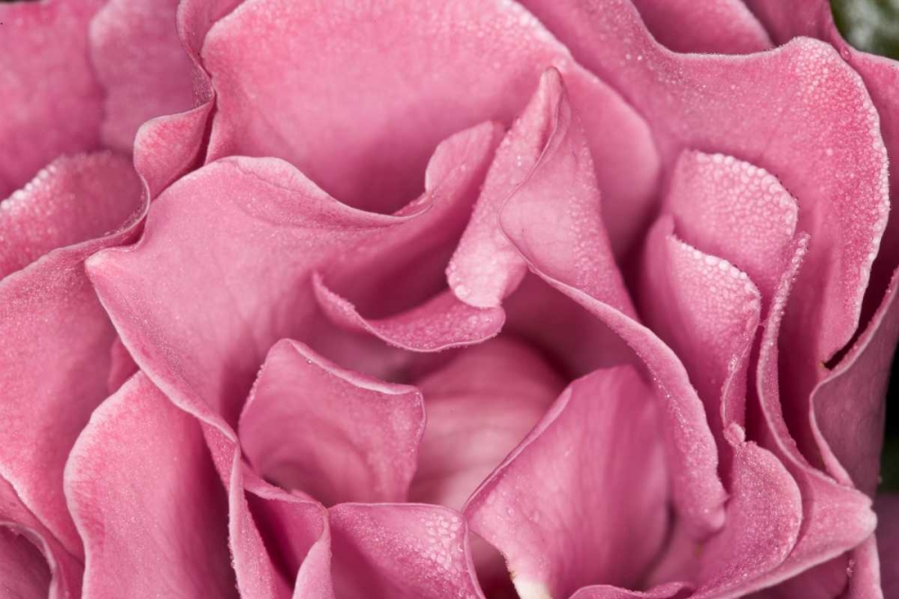 Rose Up Close II art print by Lee Peterson for $57.95 CAD